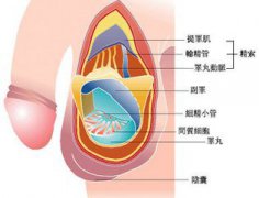 洛阳男科医院-洛阳看男科